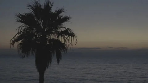 4K Palm Tree Silhouette In Front of Ocean 1 Stock Footage 219672798