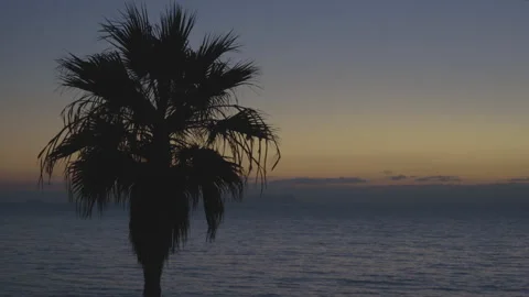 4K Palm Tree Silhouette In Front of Ocean 2 Stock Footage 219672910