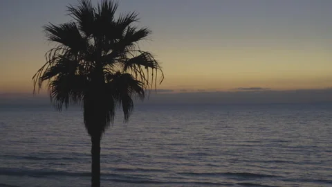 4K Palm Tree Silhouette In Front of Ocean, WIDE Stock Footage 219672981