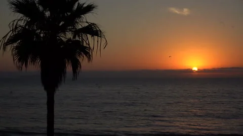 4K Palm Tree Silhouette &amp; Ocean Sunset with Birds Flying By 2 Stock Footage 219659966