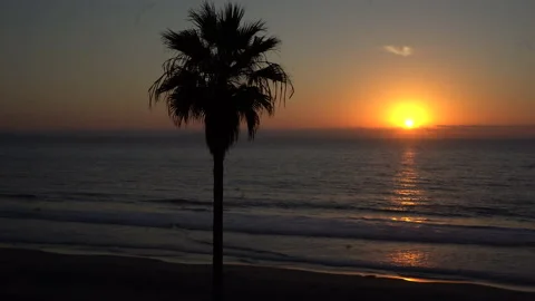 4K Palm Tree Silhouetted by Sunset over Ocean - Tijuana, Mexico, WIDE Stock Footage 219673949