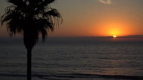 4K Palm Tree Silhouetted by Sunset over Ocean in Tijuana, Mexico Stock Footage 219674024