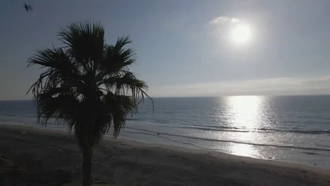 4K Palm Tree At Sunset with Couple in Ocean and Birds Flying By, 60fps Stock Footage 219662588