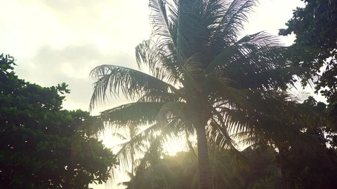 4K Palm Tree with Yellow Sun Shining through its Leaves Medium shot, No people. Stock Footage 108215438