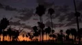 4K Palm Trees 06 Sunset Silhouettes Venice Beach California 4k or 4k+ Resolution