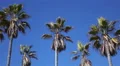 4K Palm Trees 11 Blue Sky Venice Beach California 4k or 4k+ Resolution