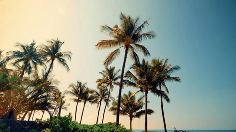 4K Palm Trees Beach Sky, Gold and Blue Gradient Stock Footage 61936568