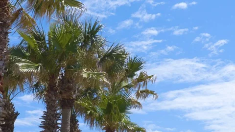 4K Palm Trees Blowing in the Wind Stock-Footage 111031440