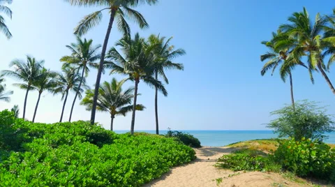 4K Palm Trees flanking Beach Path to Ocean, Island Travel Landsacpe Stock Footage 64586824