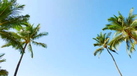 4K Palm Trees Flanking Frame, Blue Sky Stock Footage 64578755