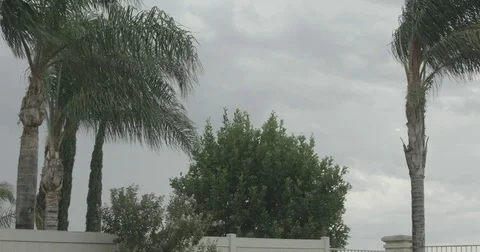 4K Palm trees hedges cypress trees grass blown by extreme strong wind Stock Footage 78701214