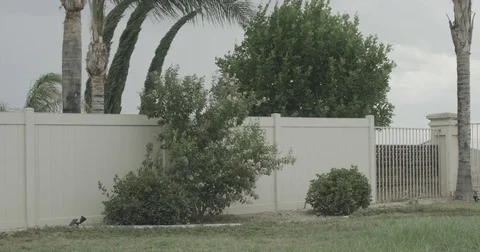 4K Palm trees hedges cypress trees grass blown by extreme strong wind Stock Footage 78701217
