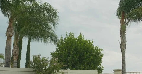 4K Palm trees hedges cypress trees grass blown by extreme strong wind Stock Footage 78701398