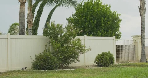 4K Palm trees hedges cypress trees grass blown by extreme strong wind Stock Footage 78701440