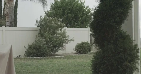 4K Palm trees hedges cypress trees grass blown by extreme strong wind. Stock Footage 78704891