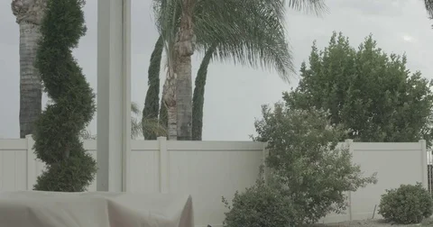 4K Palm trees hedges cypress trees grass blown by extreme strong wind. Stock Footage 78705139