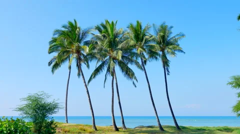 4K Palm Trees Isolated on Sand Beach, Blue Ocean Background Stock Footage 64578060