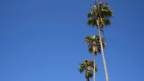 4K Palm Trees Panning down to La Jolla Shores Beach in San Diego Stockbeeldmateriaal 94868955