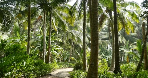 4k Palm Trees Sunlight Through Palm Leaves on a Beautiful Blue Sky Background. Stock Footage 103579725