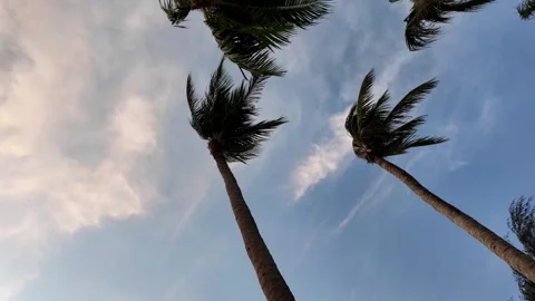 4K Palm Trees Swaying in the Wind — Tropical Sky Background in Thailand Stock-Footage 318390881