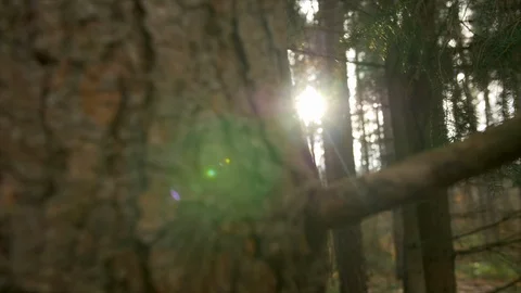 4K Pan Across Shot Of Pine Forest Green Trees Summer Weather With Sun Flare  Stock Footage 122430762