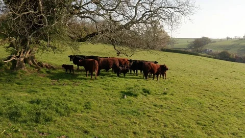 4K Pan Around Cows Under Tree in Rural Devon Stock Footage 111972655