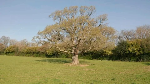4K Pan Around Tree in Rural Devon Stock Footage 112156806