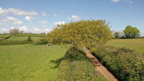 4K Pan Around Tree in Rural Devon Stock Footage 112157788