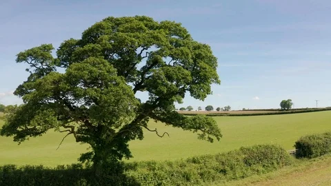 4K Pan Around Tree in Rural Devon Stock Footage 112158036