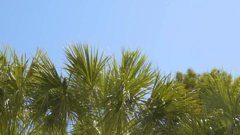 4K Pan of Lush Palm Tree Tops 库存影片 111031436