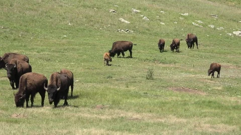 4K Pan on moving buffalo herd in a prarie dog town Stock Footage 115778345