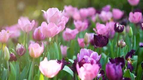 4k pan Multiple Colored Tulips in a Garden Blowing in the Wind Stock Footage 72227069