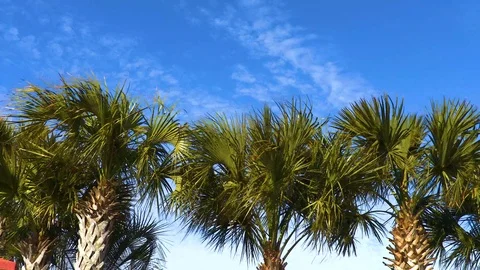 4K Pan Over Row of Palm Trees Stock Footage 111031453