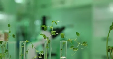 4K Pan right closeup biologist specialist woman checking beans green leaf tests Stock Footage 78792445