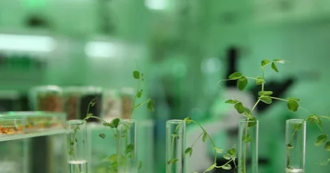4K Pan right closeup botanist woman studying green beans plant scientist worker Stock Footage 78778213