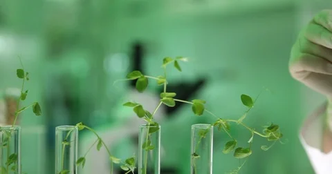 4K Pan right closeup busy expert scientist woman pipe wheat green cereals tests Stock Footage 78773292