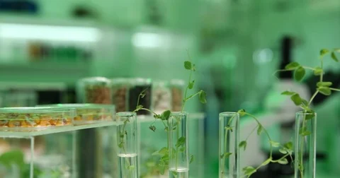 4K Pan right closeup scientist woman pipe green plant biological experiment test Stock Footage 78778177