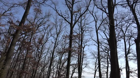 4K Pan right empty tree forest sunlight blue sky wooden place concept silhouette Stock Footage 58085788