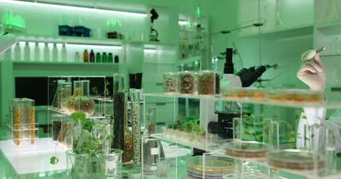 4K Pan right scientist worker woman testing gmo hybrid seeds laboratory room job Stock Footage 78773098