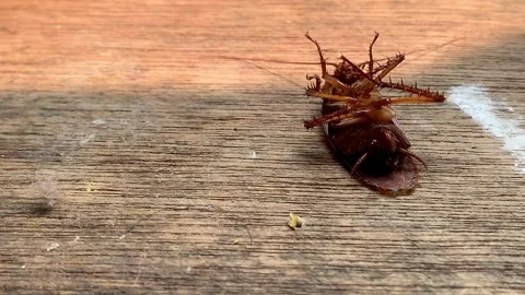 4K Pan Shot Dying Cockroach Struggling on Wood Surface Sunlight Vídeos de archivo 343368302