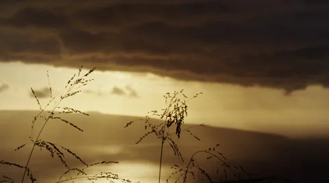 4K: Pan Of Sunset/Golden Light Foilage Over Ocean Stock Footage 67965853