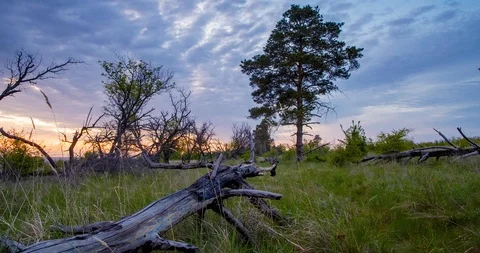 The 4K Pan Tilt Time lapse Sunrise Old Forest view at Dry walnut 動画素材 105025901