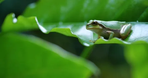 4K pan-up video of tree frogs on grass. Stock Footage 196200377