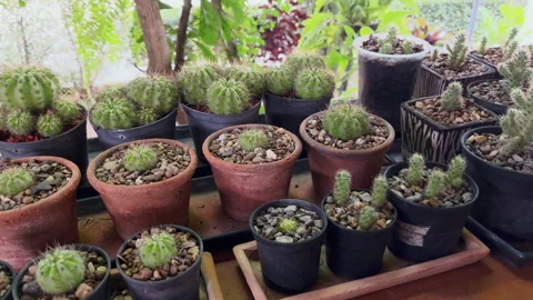 4k Panning cactus in a pot . Stock Footage 203866657