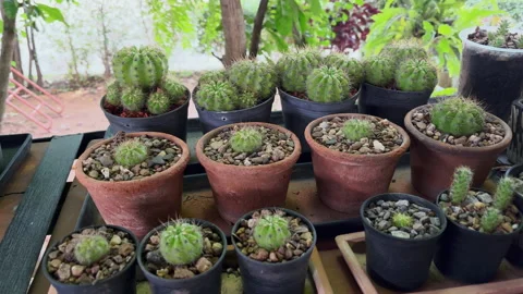 4k Panning cactus in a pot . Stock Footage 203866660