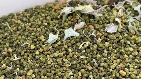 4K panning of droppings by Large White Pieris brassicae Stock Footage 214035711