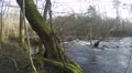 4K panning of flooded stream in sunlight, autumn in nordic country 4k or 4k+ Resolution