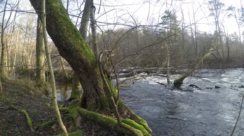 4K panning of flooded stream in sunlight, autumn in nordic country Stock Footage 47271764