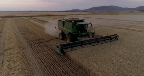 4K panning front aerial view of a combine harvester harvesting wheat at sunset Stock Footage 102757184