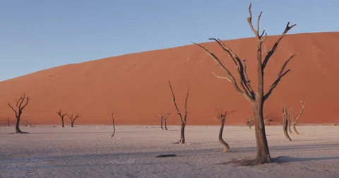 4K panning shot of dead trees in Dead vlei inside the Namib-Naukluft National Stock Footage 64696736